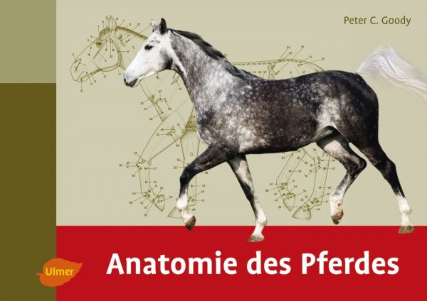Anatomie des Pferdes (2. Auflage)